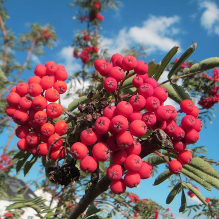 Pink Berried Mountain Ash Tree | Sorbus Eastern Promise Ornamental Trees