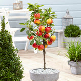 Ecolette' Patio Apple Tree | 4.5L Pot Fruit Trees