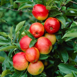 Ecolette' Patio Apple Tree | 4.5L Pot Fruit Trees