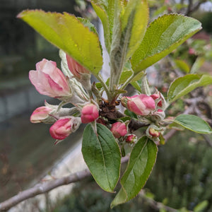 Egremont Russet Apple Tree Fruit Trees