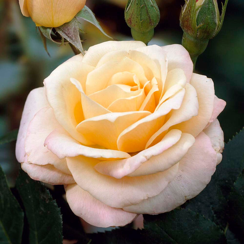 Many Thanks' Groundcover Rose Shrubs