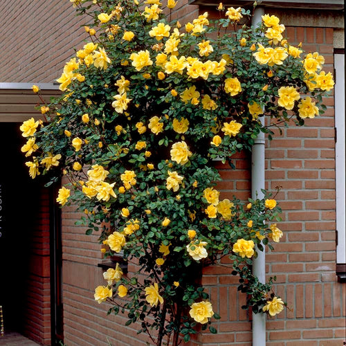 Gardeners' Glory' Climbing Rose Shrubs