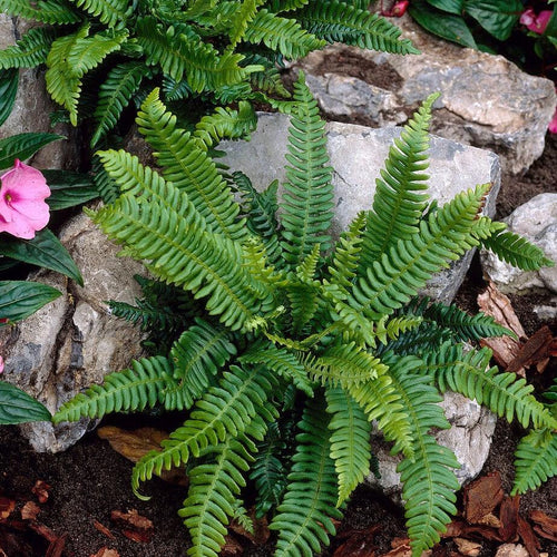 Hard Fern | Blechnum Spicant
