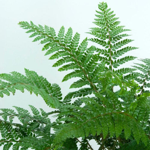 Makino's Holly Fern | Polystichum Makinoi