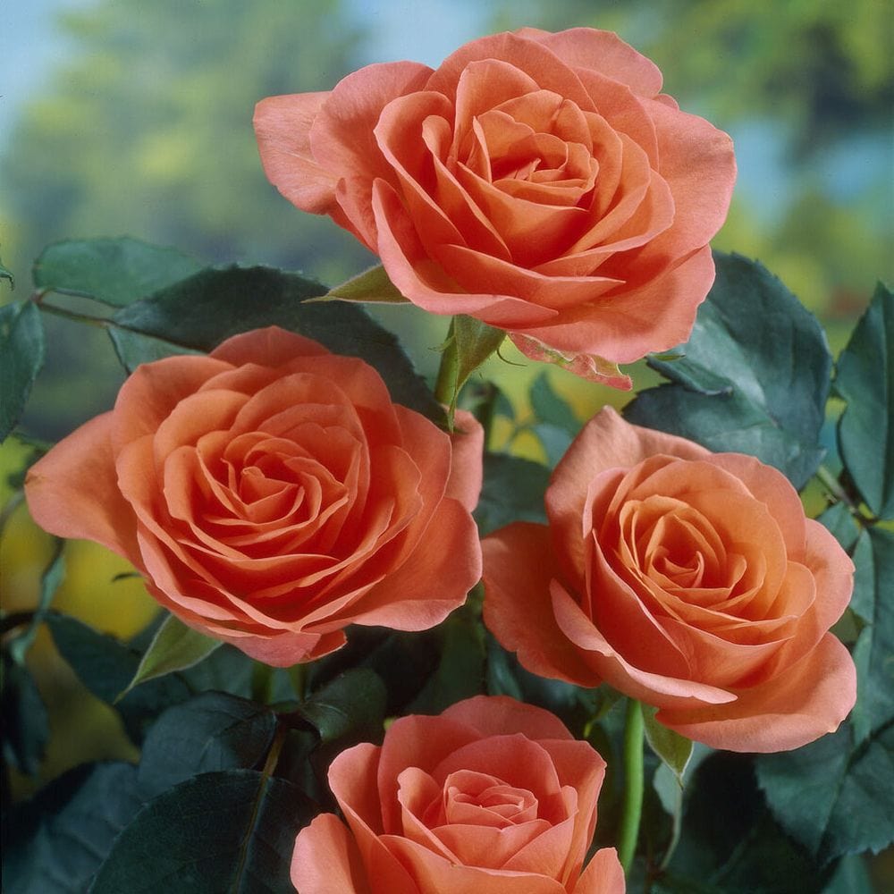 'Lambada' Shrub Rose – Roots Plants