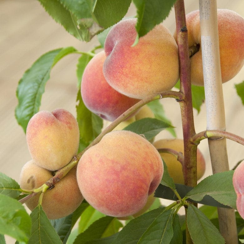 'Avalon Pride' Peach Tree