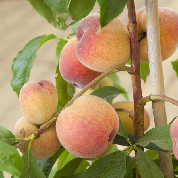 Avalon Pride Peach Tree Fruit Trees