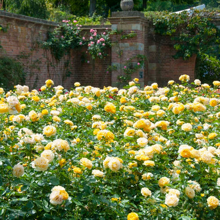 Absolutely Fabulous' Floribunda Rose Shrubs