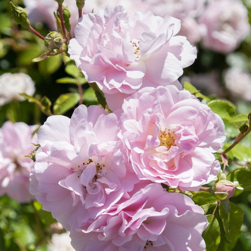 Bonica' Shrub Rose Shrubs