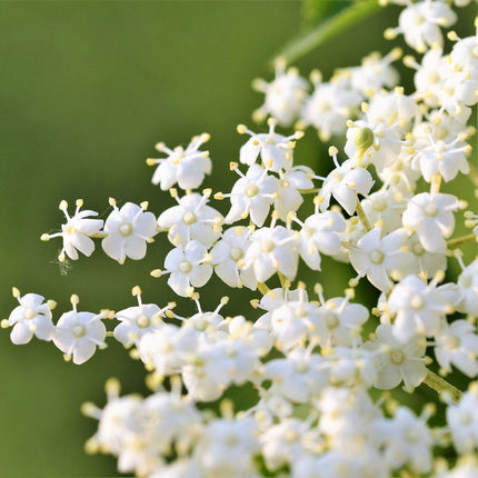 Black Elder Hedging | Sambucus nigra Shrubs