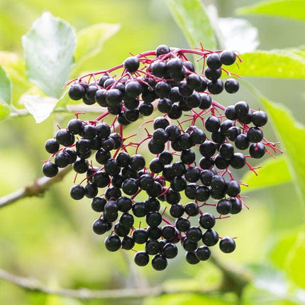 Black Elder Hedging | Sambucus nigra Shrubs