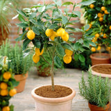 Eureka Lemon Tree | 4 Seasons Lemon | Grafted Mini-Stem Soft Fruit