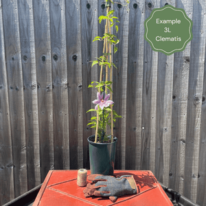 Clematis 'Petit Faucon' Climbing Plants