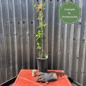 European Honeysuckle | Lonicera periclymenum 'Sweet Sue' Climbing Plants