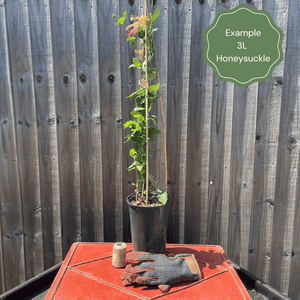 Honeysuckle 'Aureoreticulata' | Lonicera japonica Climbing Plants