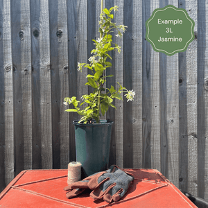 Jasmine 'Clotted Cream' | Jasminum officinale Climbing Plants
