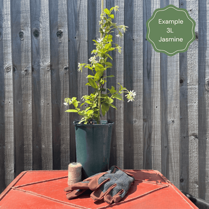 White Potato Vine | Solanum jasminoides 'Album Variegatum' Climbing Plants