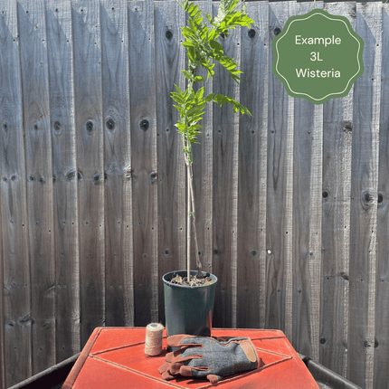 Pink Japanese Wisteria | Wisteria floribunda 'Rosea' Climbing Plants