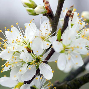 Farleigh Damson Tree Fruit Trees