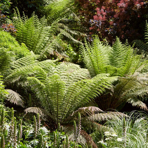 Woodland Fern Collection Perennial Bedding