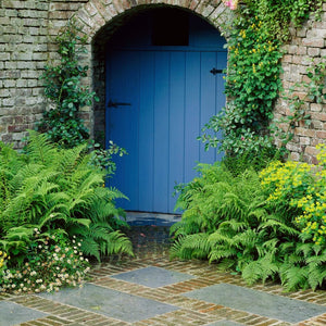 Woodland Fern Collection Perennial Bedding