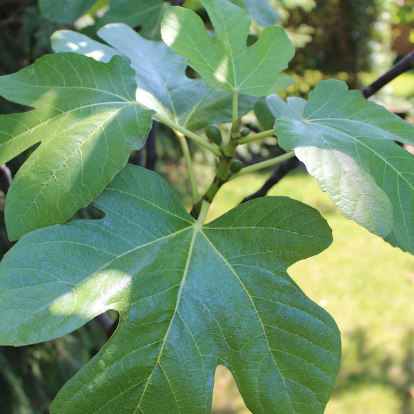 UK Hardy Fig Tree | 'Brown Turkey' Soft Fruit
