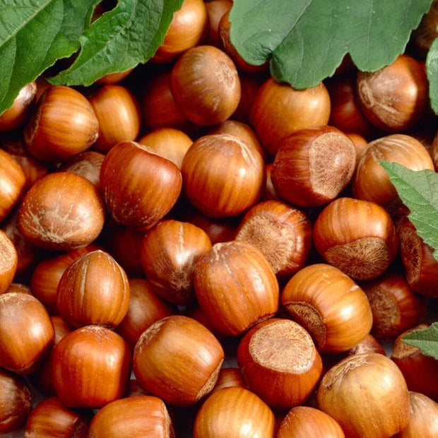 Cosford' Cobnut Tree | Corylus avellana Fruit Trees