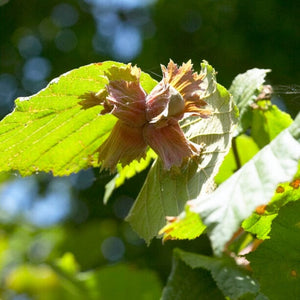 Cosford' Cobnut Tree | Corylus avellana Fruit Trees