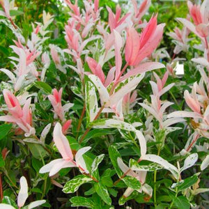 Flamingo Willow | Salix Integra Hakuro Nishiki Ornamental Trees