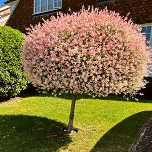 Flamingo Willow | Salix Integra Hakuro Nishiki | 4ft Patio Tree Ornamental Trees