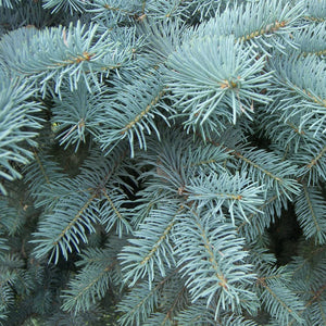 4-5ft Blue Spruce Christmas Tree Christmas Trees