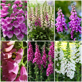 Favourite Foxgloves Collection Perennial Bedding