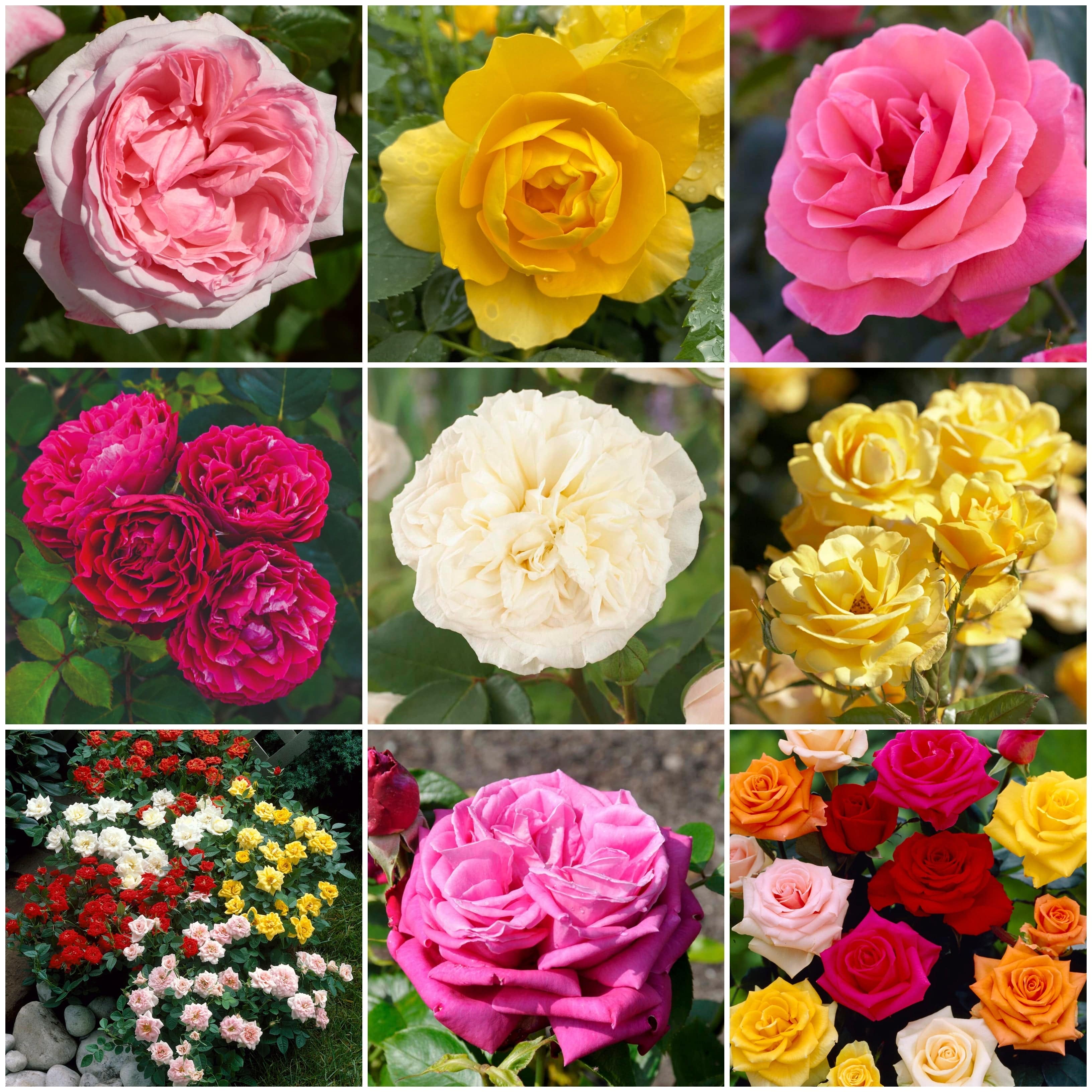 Fragrant Rose Collection