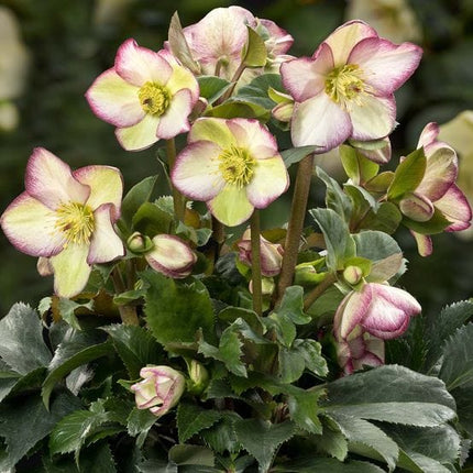 'Frosted Rose' Snow Rose | 'Ice N' Roses®' Series | Hellebore Gold Collection® Perennial Bedding
