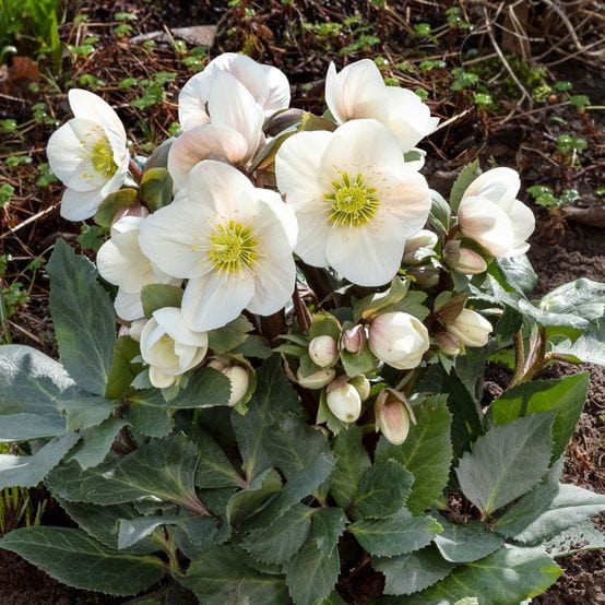 'Frosty®' Snow Rose | Hellebore Gold Collection® Perennial Bedding