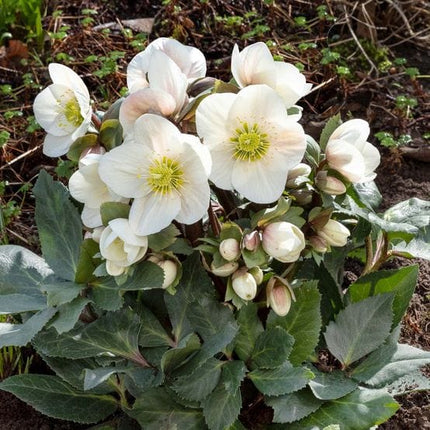 'Frosty®' Snow Rose | Hellebore Gold Collection® Perennial Bedding