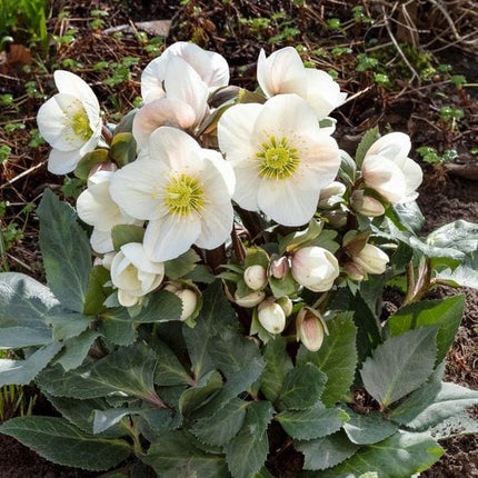 'Frosty®' Snow Rose | Hellebore Gold Collection® Perennial Bedding