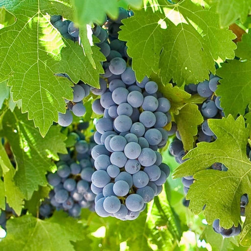 90cm 'Boskoop Glory' Seedless Outdoor Grape Vine | 2L Pot Soft Fruit