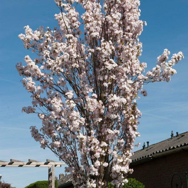 Column Cherry Tree White Columnar Cherry Blossom Tree | Prunus 'Spire' – Roots Plants