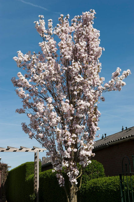 White Columnar Cherry Blossom Tree | Prunus 'Spire' Ornamental Trees
