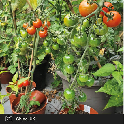 5 Organic 'Gardeners Delight' Tomato Plants Vegetables