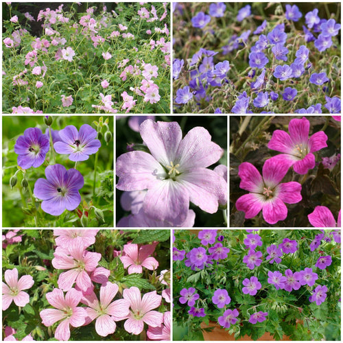 Hardy Geranium Collection Perennial Bedding