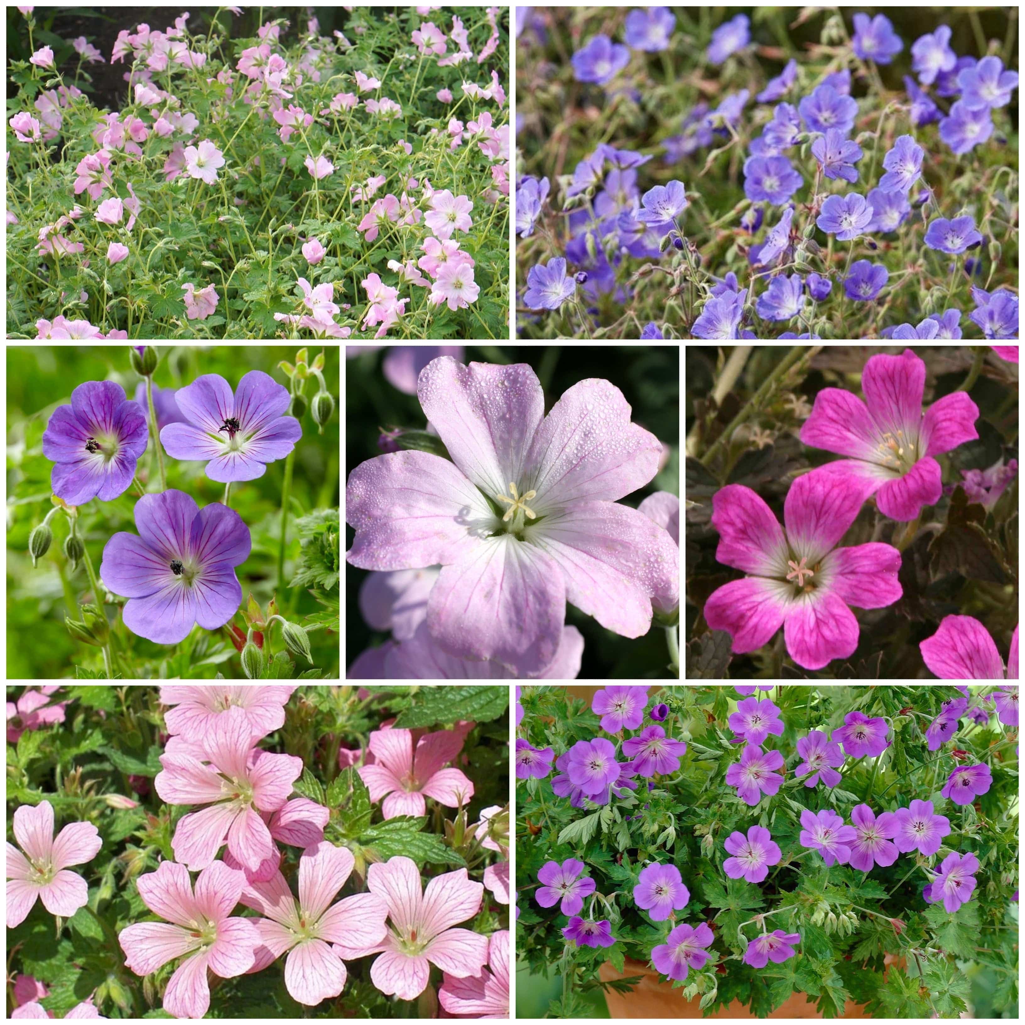 Ground Geranium Hardy Ground-Cover Geraniums Collection – Roots Plants