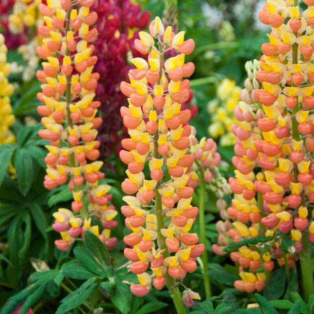 Lupin West Country Gladiator Perennial Bedding