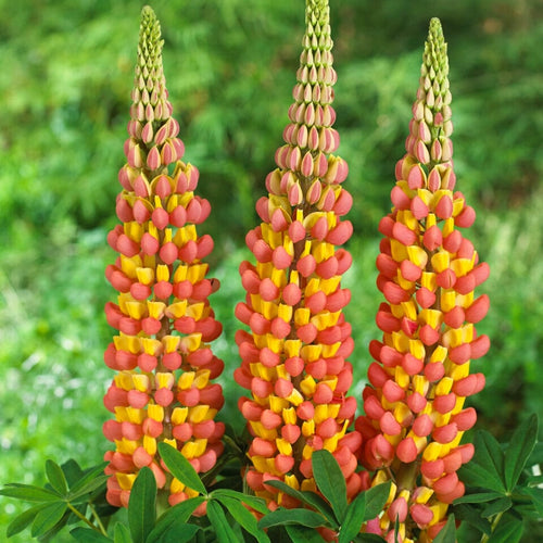Lupin West Country Gladiator Perennial Bedding