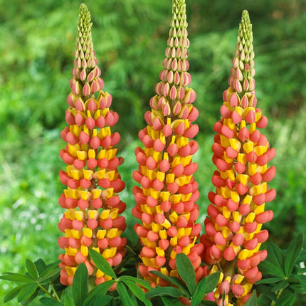 Lupin West Country Gladiator Perennial Bedding