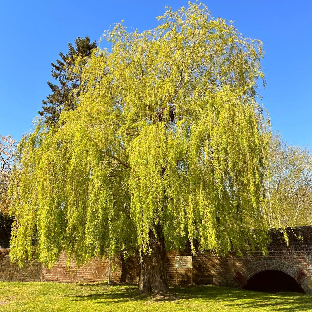 Willowing Tree Types of Willow Trees: Identification Tips – Roots Plants