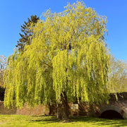Golden Weeping Willow Hedging | Salix chrysocoma Shrubs