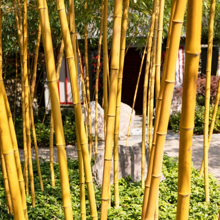 Golden Bamboo | Phyllostachys aurea Ornamental Trees
