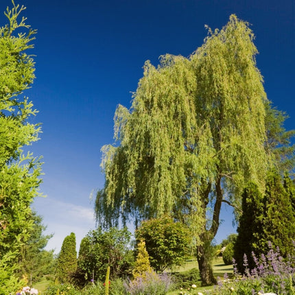 Golden Weeping Willow Tree | Salix Chrysocoma Ornamental Trees